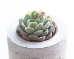 Эхеверия Изящная в бетонном кашпо