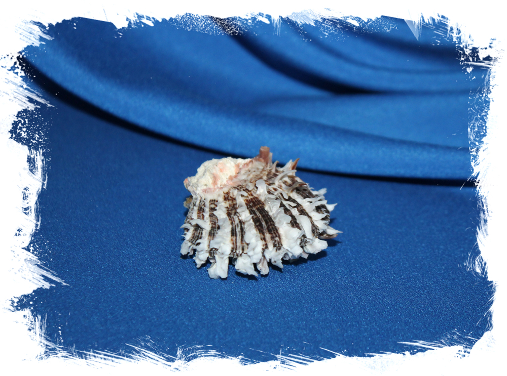 Spondylus sinensis, Китайский спондилус, Спондилус синенсис