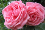 CORAL DAWN (Корал Дон)