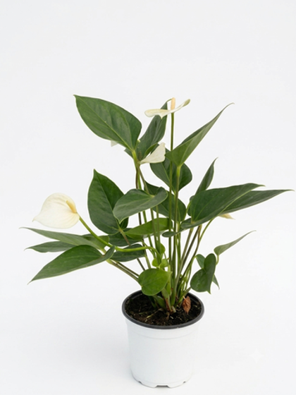Антуриум Decorative white д. 11