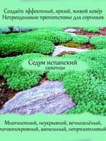 Седум испанский