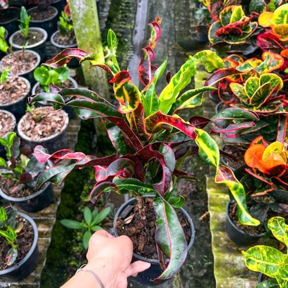 Кротон PHET SAI RUNG