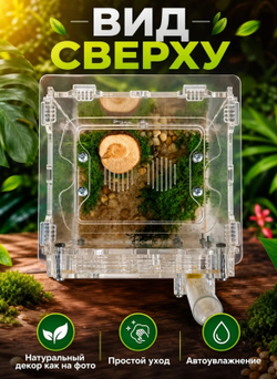 Ферма «Кубик Светлое дерево» + Колония муравьёв «Макси» + Микс корма