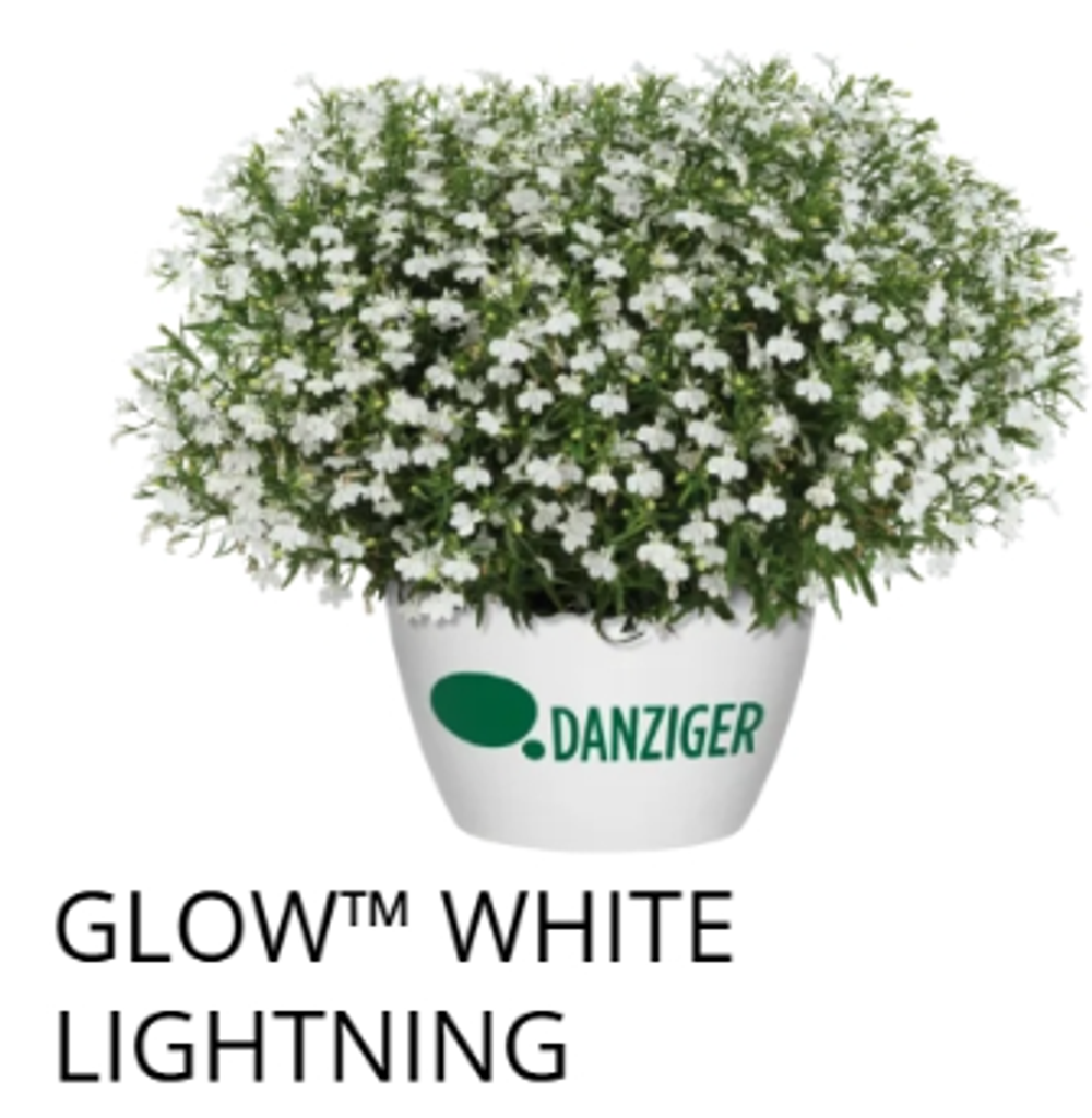 ЕВРО Лобелия Glow White Lightning укорененный ЕВРО черенок НАЧАЛО ЯНВАРЯ поставка 5