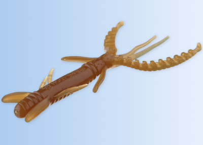 Hogy Shrimp