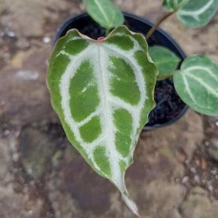 Антуриум RED CRYSTALLINUM x MUCHLIS