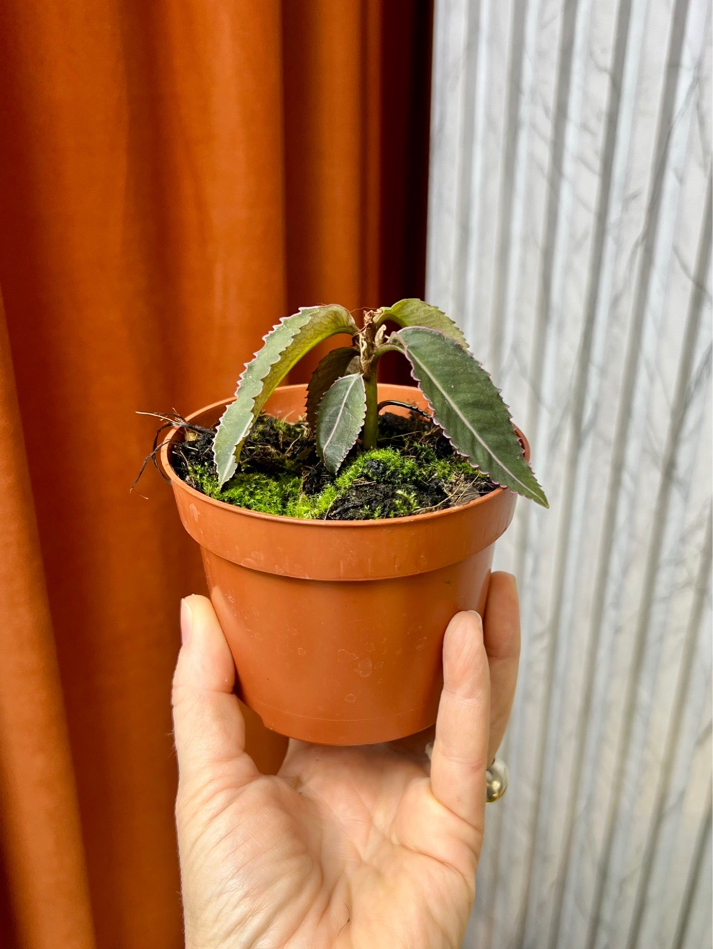 Лабизия Пумила Pumila, D10см Н15см, 1шт, Urban Jungle