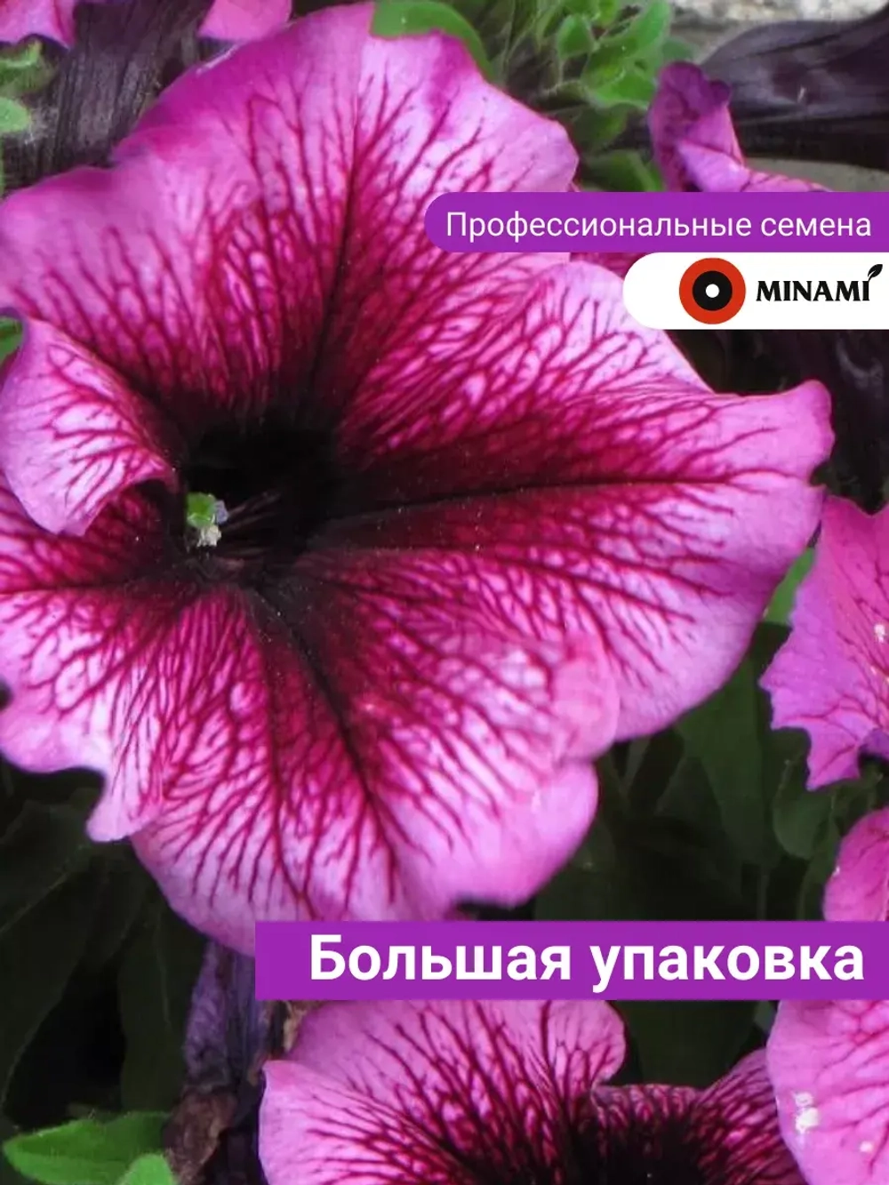 Петуния Снени F1 светло-фиолетовая