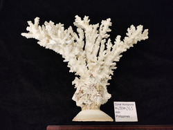 Белый коралл" Акропора" "245-265мм" на Фимбрии