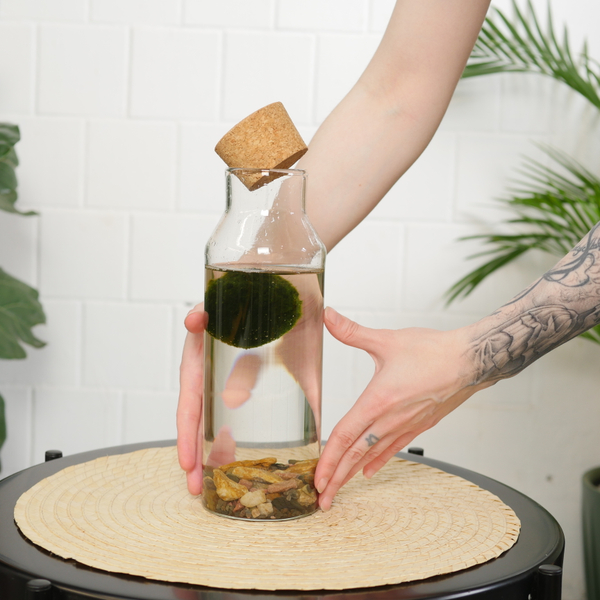 Маримо в колбе