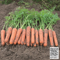 Намибия F1 семена моркови нантской (Bejo / Бейо)