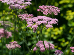 Бедренец большой.  Pimpinella major.