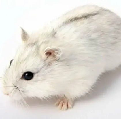 Хомяк джунгарский