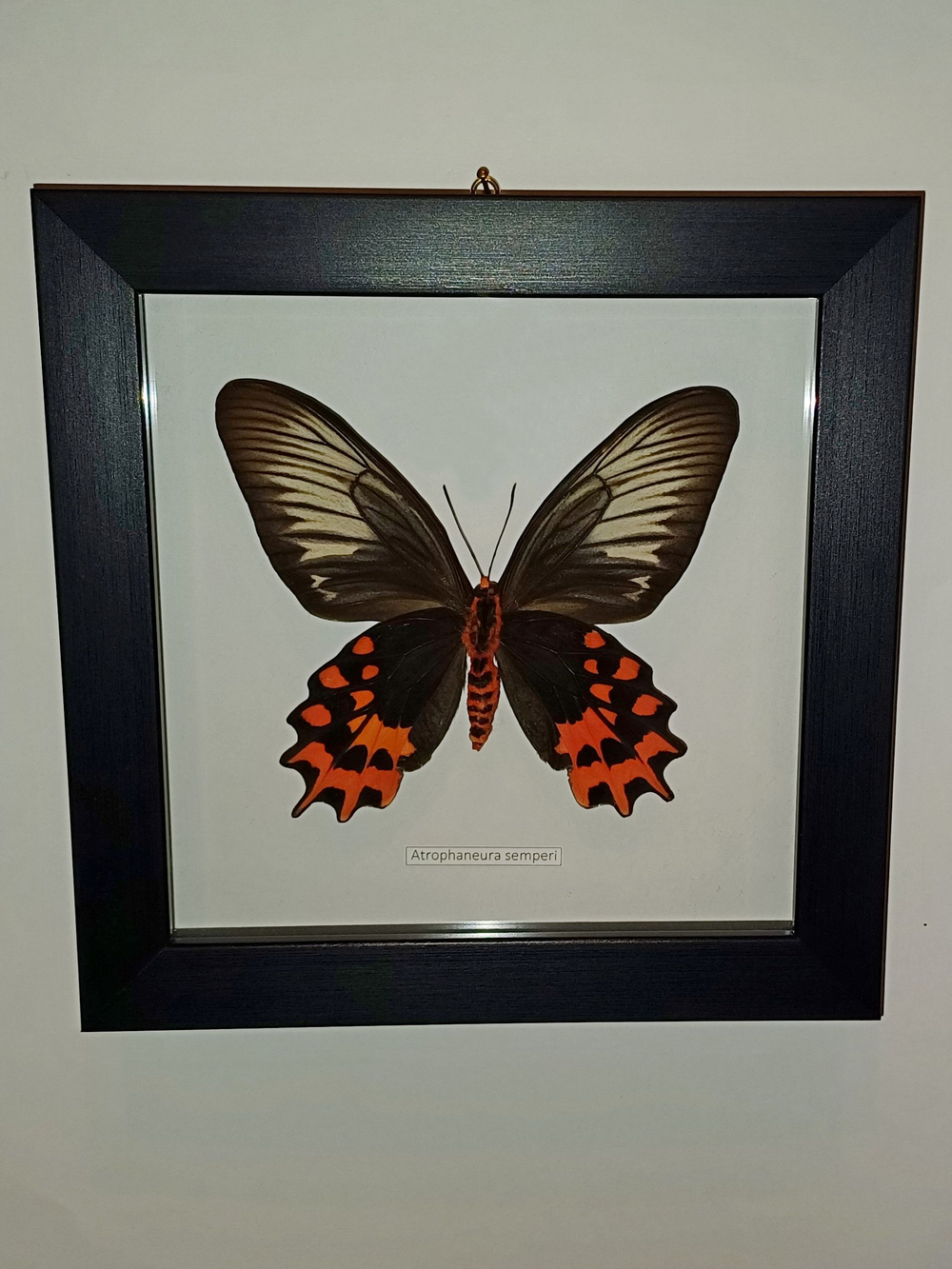 Бабочка Atrophaneura semperi самка в рамке