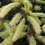 Ель обыкновенная Файнедоненсис на штамбе