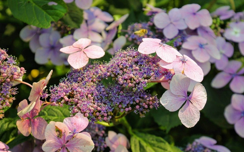 Mariesii Perfecta (Маризи Перфекта) Р12 Европа 2026