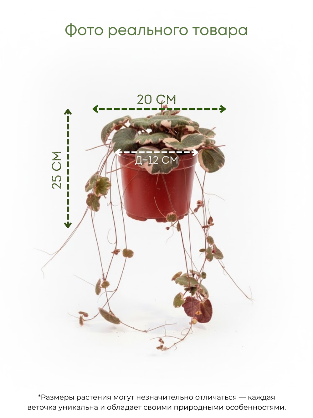 Камнеломка д.12