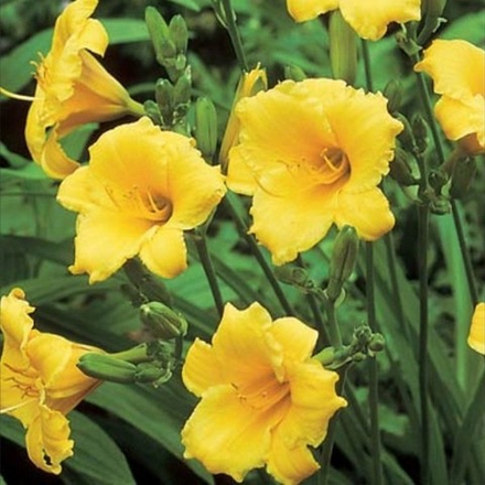 Лилейник гибридный Стелла де Оро C2