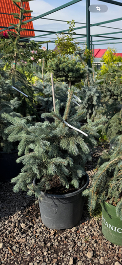 Ель энгельмана (Picea engelmannii Blue Magoo) RB 50-60 см Закупка М38