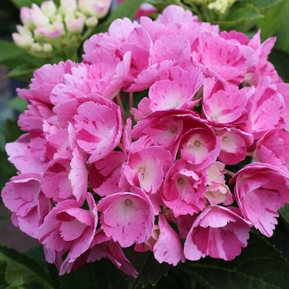 Гортензия крупнолистная Дансинг Энджел / Dancing Angel