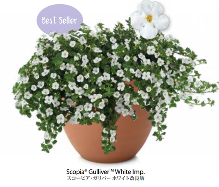 ЕВРО Bacopa Gulliver White Imp укор черенок декабрь