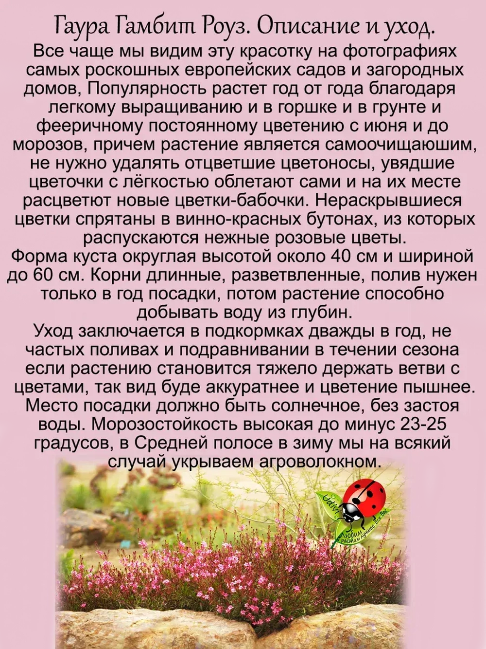 Гаура Гамбит Роуз