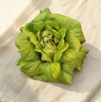 Салат маслянистый зеленый БИО / 100 гр