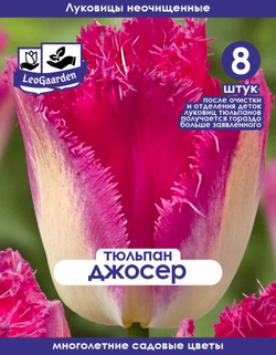 Тюльпан Луковица, Джосер, 8+шт
