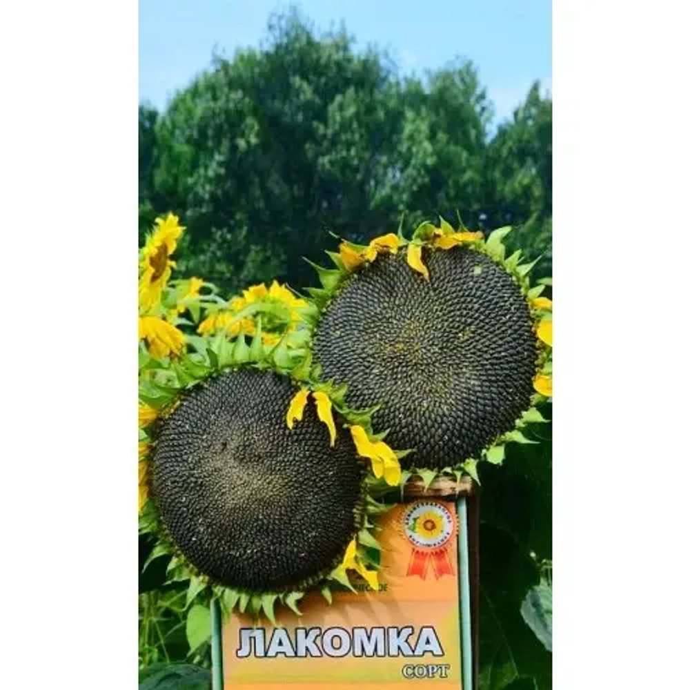 Семена Подсолнечник Лакомка (УД) Е/П