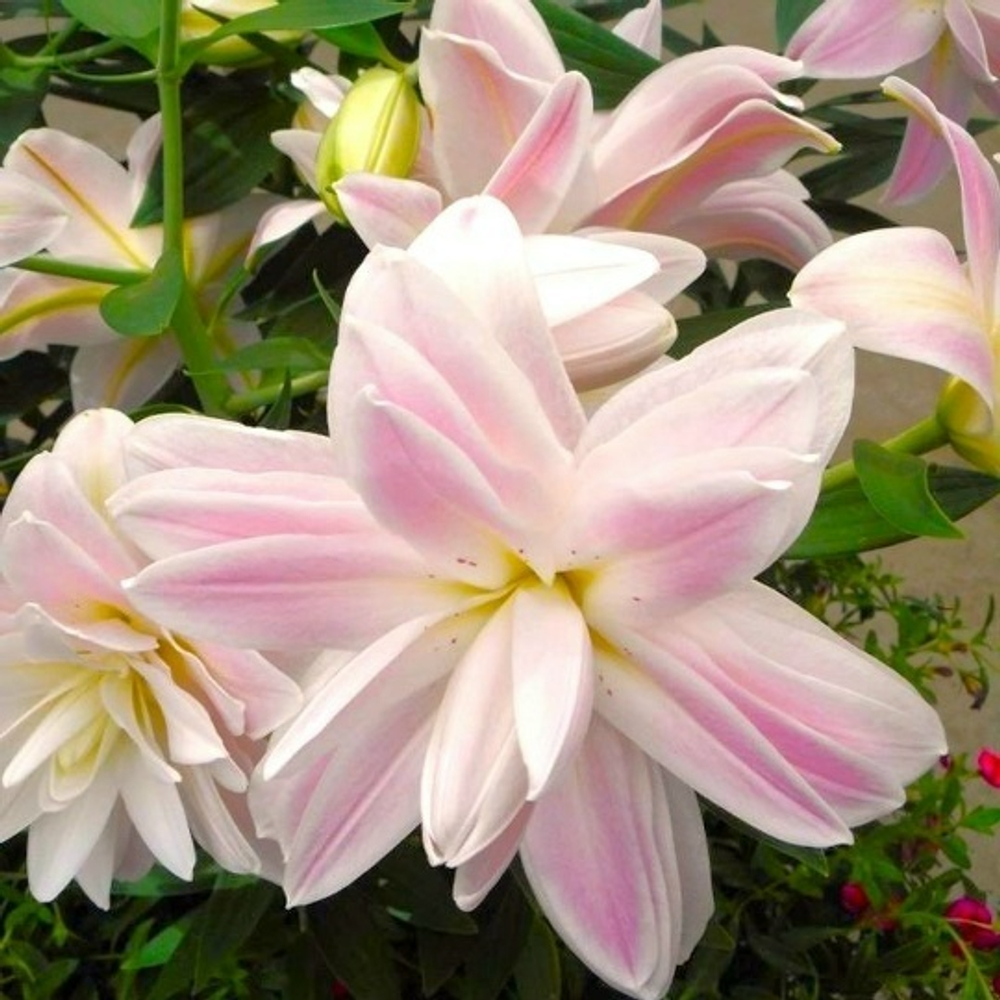 Лилия lotus Breeze (Лотосовый гибрид)