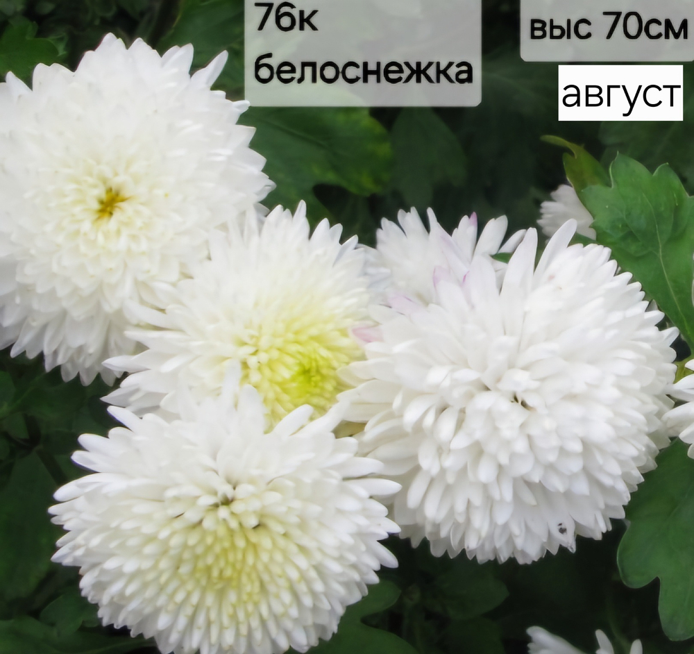 БЕЛОСНЕЖКА 76 КОРЕЙСКАЯ ХРИЗАНТЕМА
