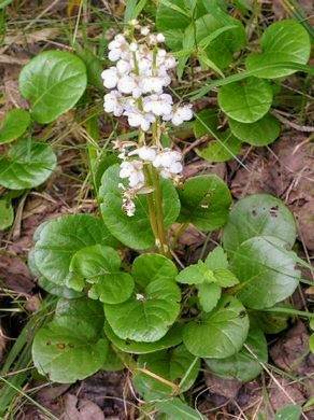 Грушанка круглолистная (лист)