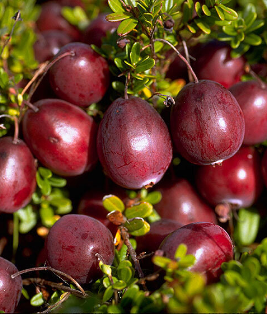 Клюква Бен Лир С2 Закупка М44 апрель 2026