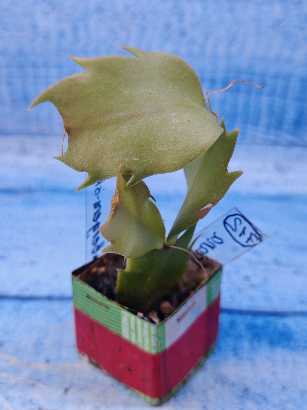 Schlumbergera cv. Triana (Шлюмбергера)
