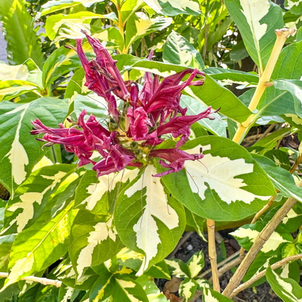 Граптофиллум расписной – Graptophyllum pictum silver