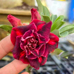 Адениум RUAY NGERN LAN