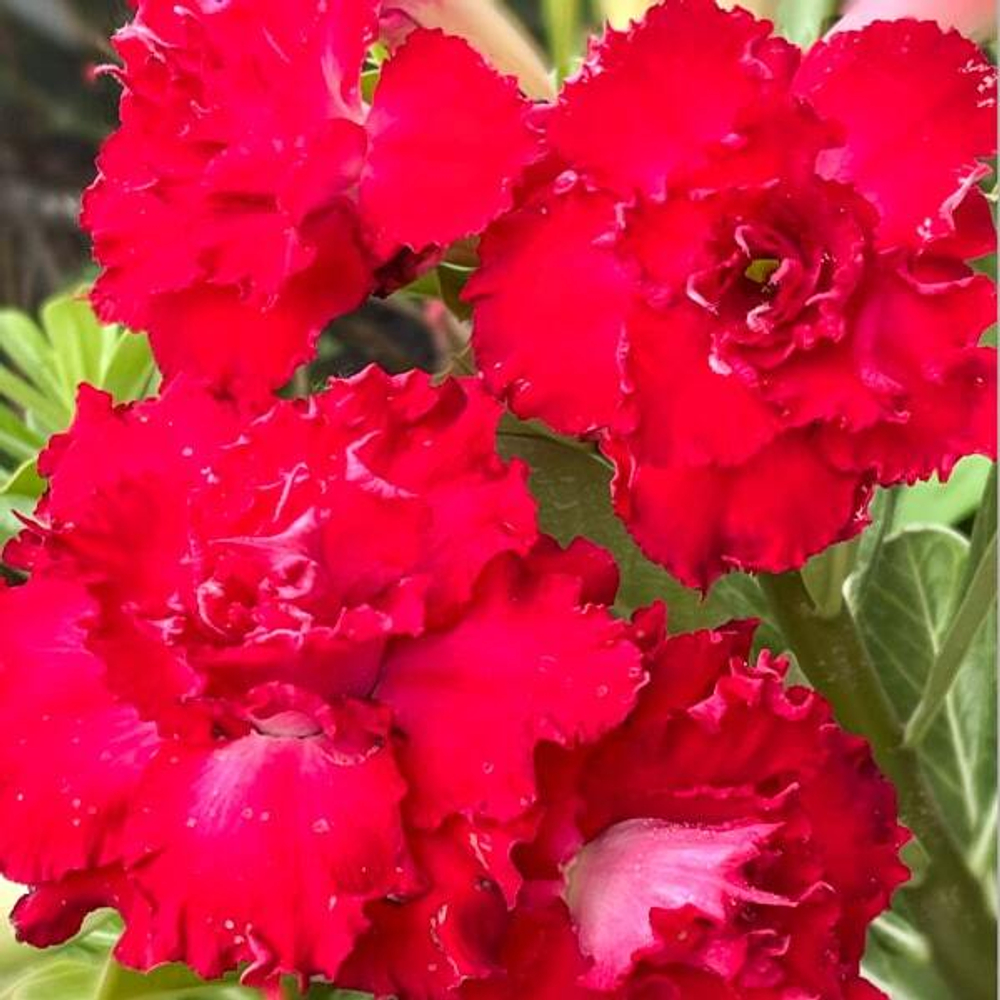 Адениум обесум RUNG SURIYA