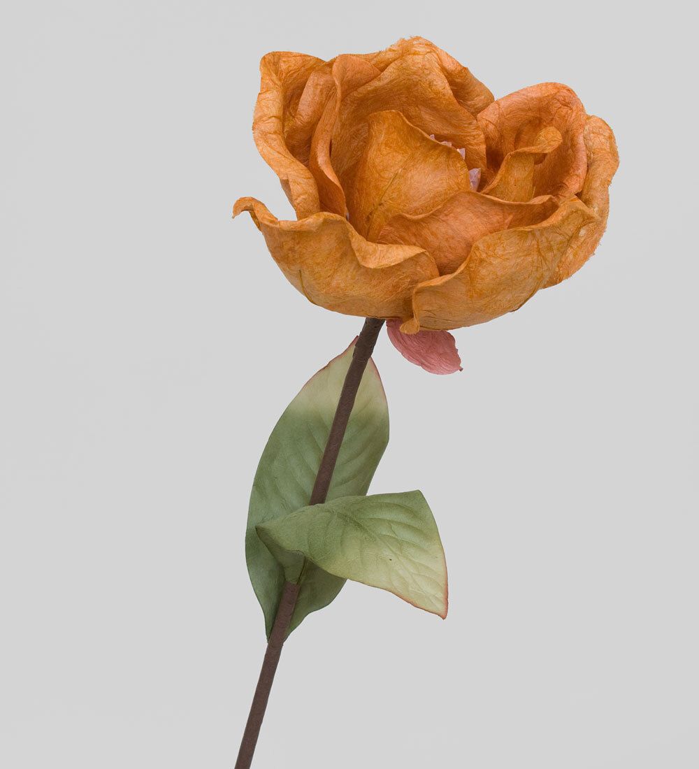 TRN 240 Магнолия