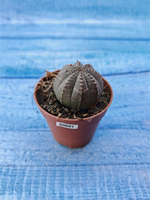 Euphorbia Obesa (Эуфорбия)