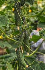 Баде F1 семена огурца партенокарпического ( Yuksel Tohum / )