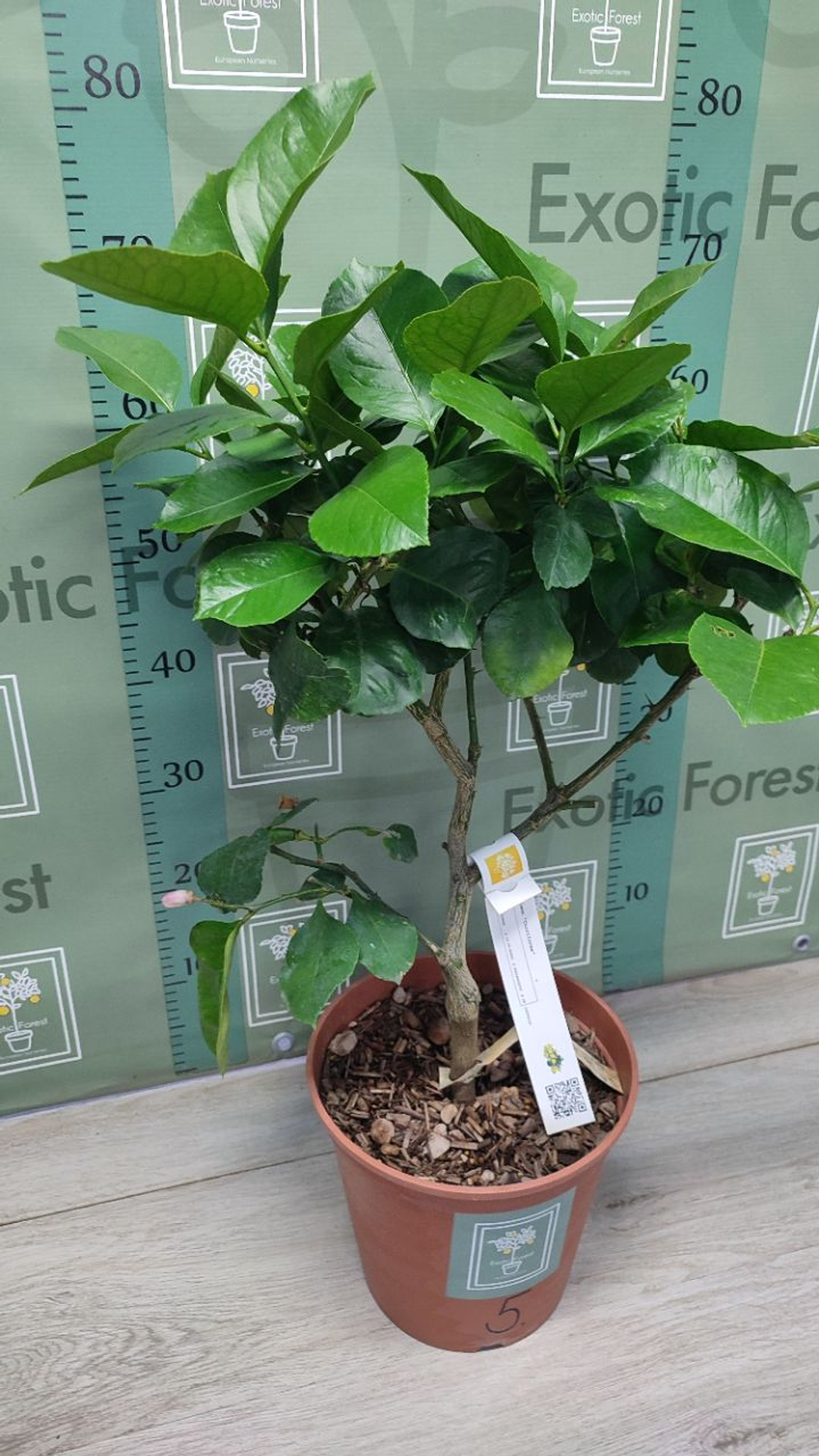 C. limon “Cuoriforme”