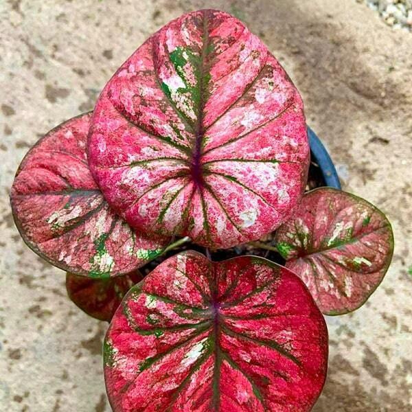 Лучшие каладиумы на выставке в Бангкоке. Декабрь 2025. Часть 1