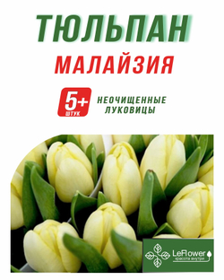 Тюльпан Луковица, Малайзия, 5+шт
