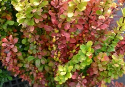 Барбарис Тунберга Голден Рокет С3 Закупка М60 июнь 2026