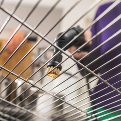 Комплект круглых щёток с жесткой щетиной, 4 шт