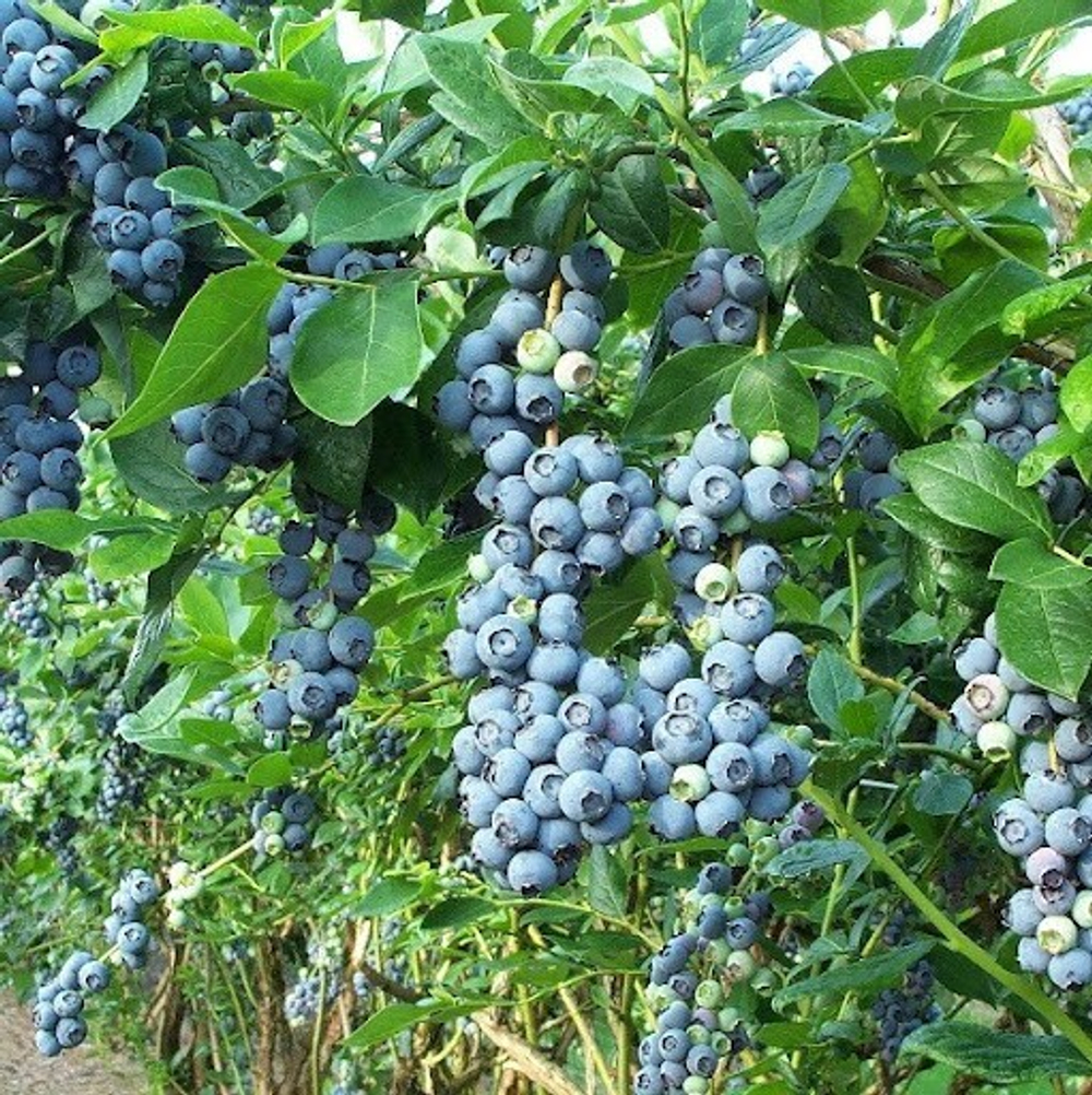 Голубика Блюкроп / Bluecrop