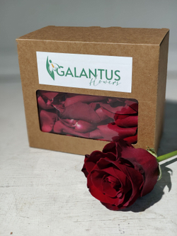 Лепестки живых роз