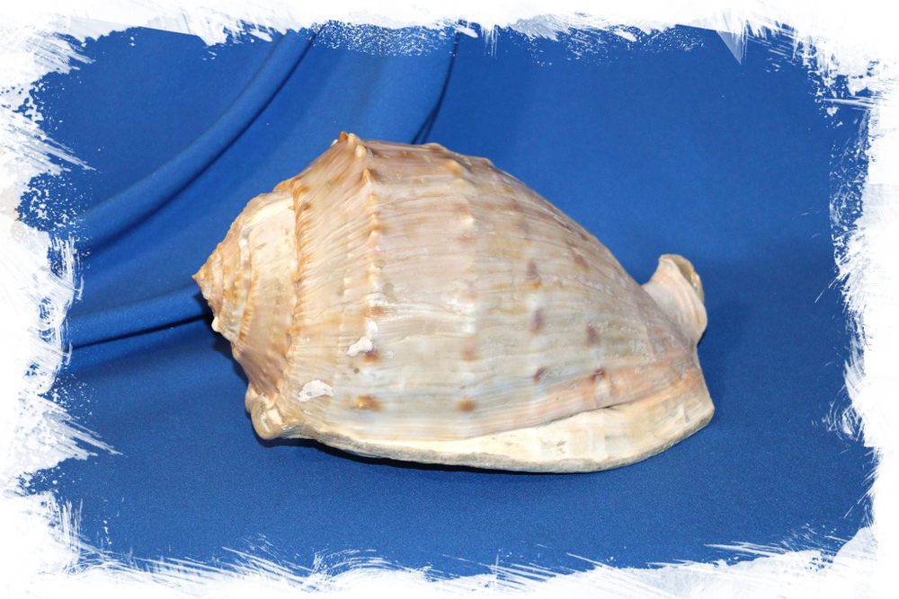 Кассис тесселлата (Cassis tessellata) 20см. 1шт.