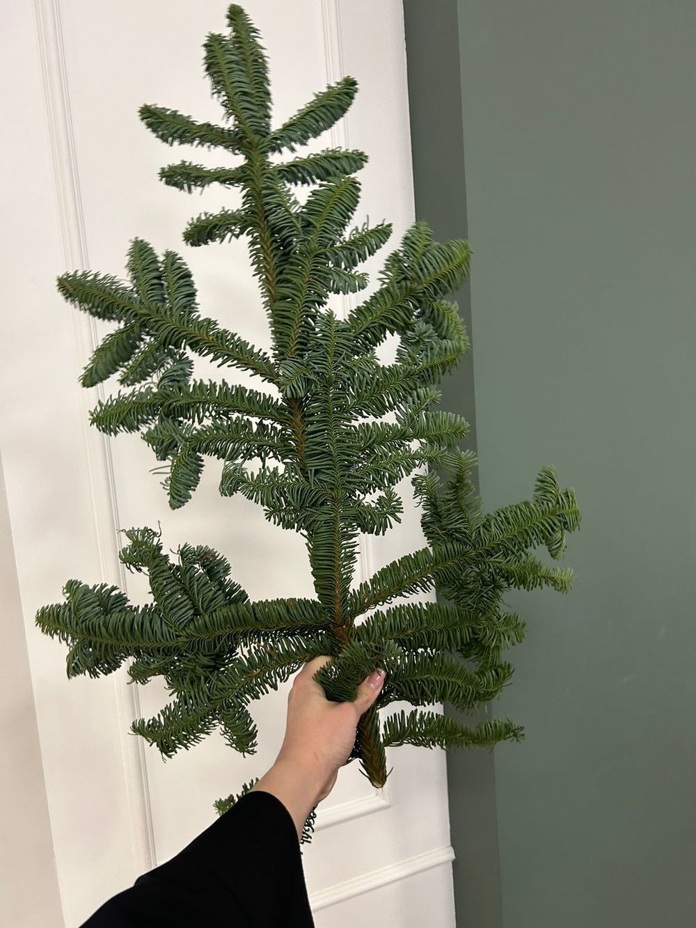 Ветка хвои - НОБИЛИС от 5 шт