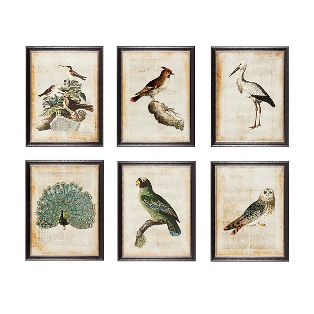 Постер Птицы экзотические 45х60 см [Арт. RS3637/10A95BL]